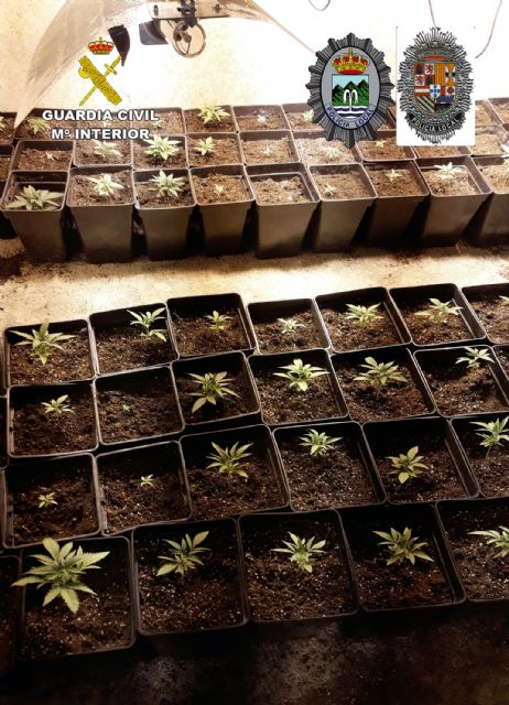 Desmantelada en Abanilla una plantación indoor con cerca de 300 plantas de marihuana