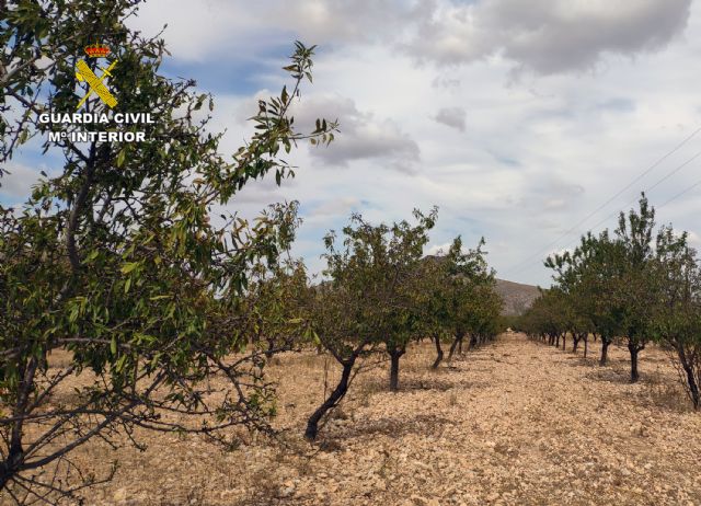 La Guardia Civil recupera más de cinco toneladas de almendra sustraídas de una finca agrícola de Abanilla