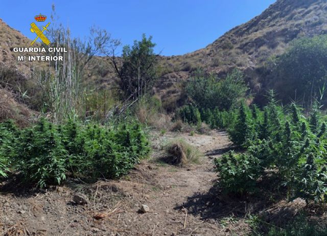 La Guardia Civil desmantela una plantación a campo abierto con 270 plantas de marihuana